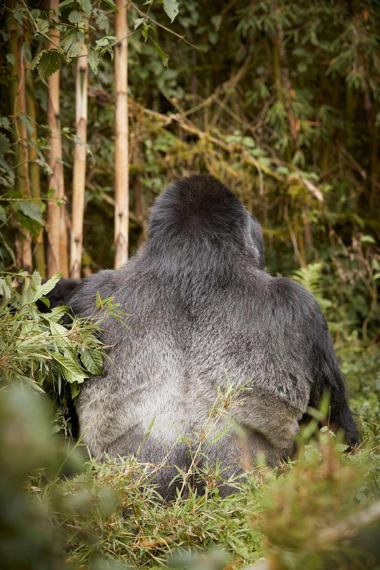 فندق One&Only Gorilla'S Nest Kinigi المظهر الخارجي الصورة